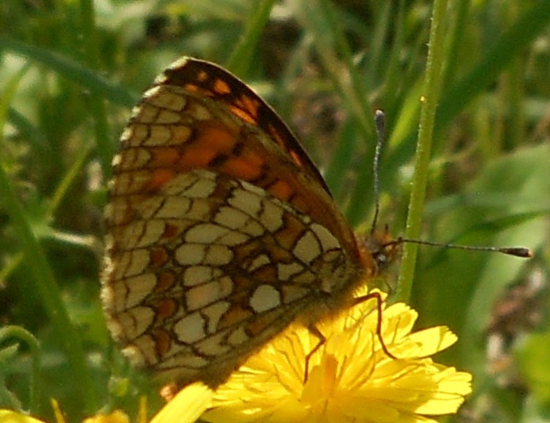 Melitaea varia ?